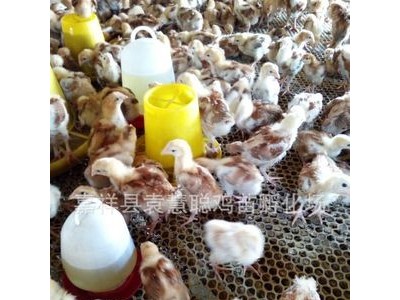 预定2019鸡苗脱温青年红玉鸡 笨鸡苗图2