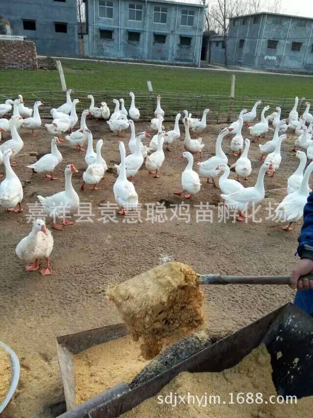 QQ图片20160606133906