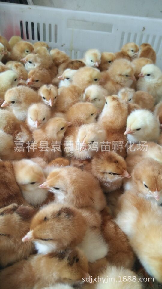 QQ图片20150821124135