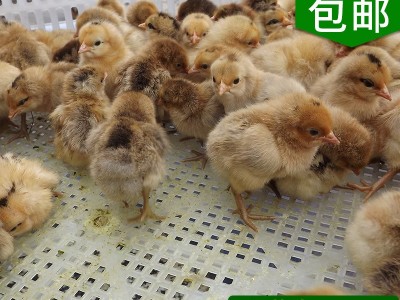 散养脱温纯种土鸡苗 枣阳优质黄脚柴鸡苗 绿色生态高产笨鸡苗批发图5