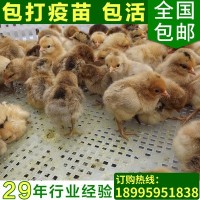 散养脱温纯种土鸡苗 枣阳优质黄脚柴鸡苗 绿色生态高产笨鸡苗批发
