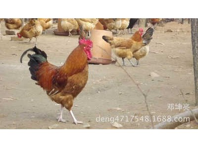 散养脱温纯种土鸡苗 枣阳优质黄脚柴鸡苗 绿色生态高产笨鸡苗批发图2