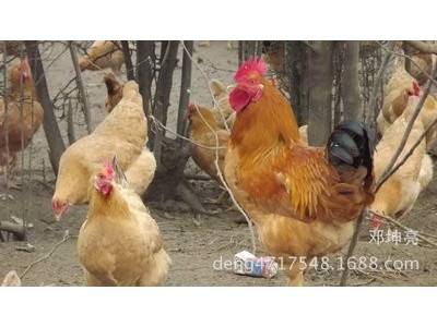散养脱温纯种土鸡苗 枣阳优质黄脚柴鸡苗 绿色生态高产笨鸡苗批发图3
