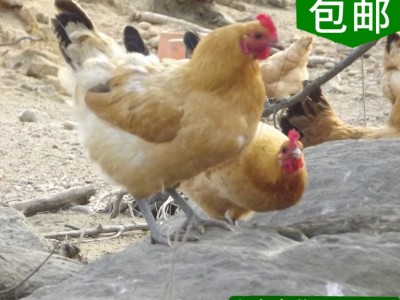众鑫 专业家禽育种公司供应生态放养优质鸡苗|高产蛋鸡苗批发包活图5