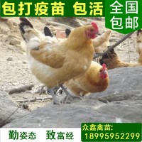 众鑫 专业家禽育种公司供应生态放养优质鸡苗|高产蛋鸡苗批发包活