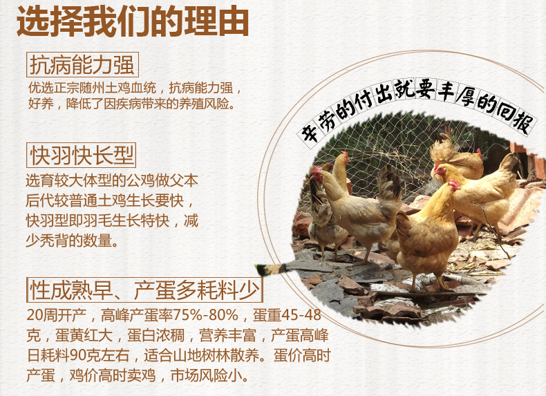 慧聪网土母鸡详情页-ideapie-(354)_05