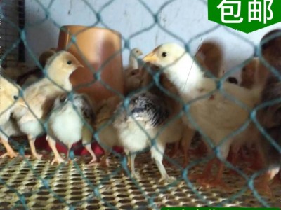 湖北高成活率江汉鸡苗 高产纯种 出厂防疫 脱温土鸡苗 批发图5