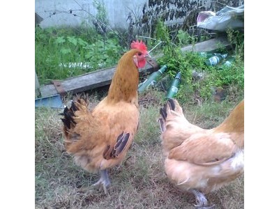 湖北随州土鸡苗 高成活率散养土鸡苗 纯种高产草鸡苗混合苗批发图2