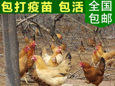 湖北随州土鸡苗 高成活率散养土鸡苗 纯种高产草鸡苗混合苗批发图3