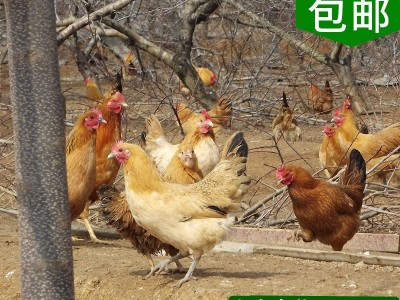 湖北随州土鸡苗 高成活率散养土鸡苗 纯种高产草鸡苗混合苗批发图5