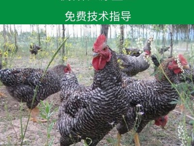 湖南厂家常年供应芦花鸡苗白芦花鸡苗黑芦花鸡苗批发量大价格从优图3