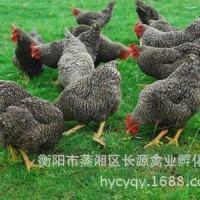湖南厂家常年供应芦花鸡苗白芦花鸡苗黑芦花鸡苗批发量大价格从优