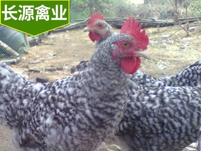 湖南厂家常年供应芦花鸡苗白芦花鸡苗黑芦花鸡苗批发量大价格从优图2