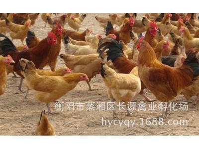 厂家直销青脚土鸡苗 红羽土鸡苗 细脚土鸡苗 黄麻羽土鸡苗图3