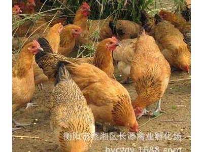厂家直销青脚土鸡苗 红羽土鸡苗 细脚土鸡苗 黄麻羽土鸡苗图4