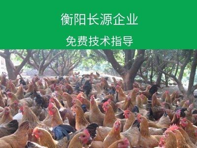 厂家直销青脚土鸡苗 红羽土鸡苗 细脚土鸡苗 黄麻羽土鸡苗图5