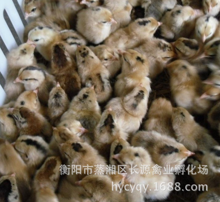 贵州土鸡苗