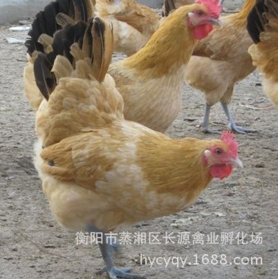 土鸡苗 大鸡3