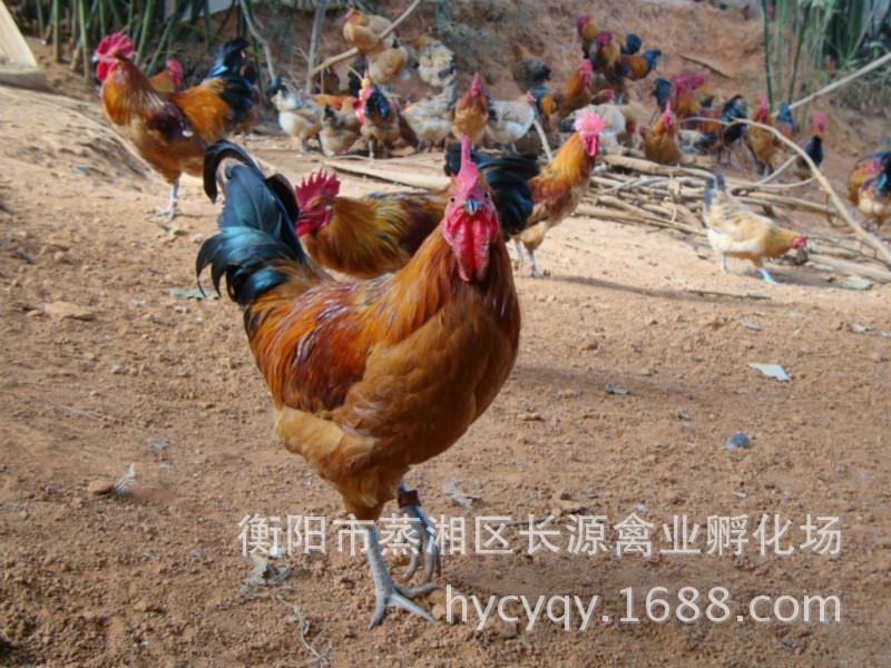 青脚土鸡12