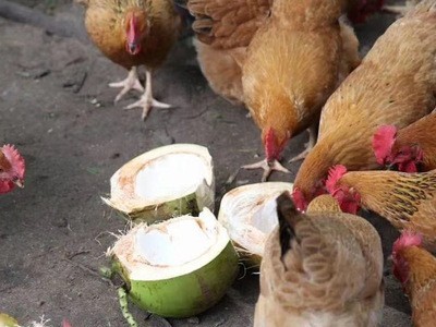 海南新鲜文昌鸡农家散养走地鸡真空包装生鸡海南椰子鸡生鲜整批发图4