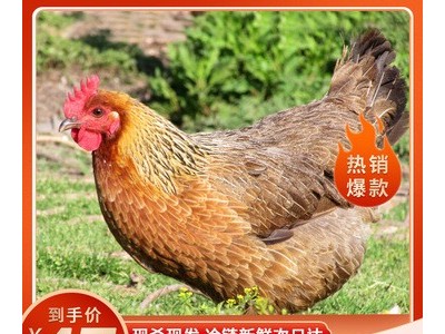 正宗新鲜海南文昌鸡猪肚鸡走地鸡鸡腿肉老母鸡活鸡土鸡鸡肉批发图5