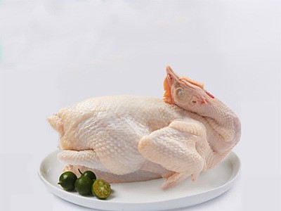 海南新鲜椰子鸡猪肚鸡文昌鸡肉散养整鸡土鸡白切鸡鸡肉活鸡批发图3