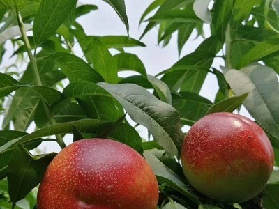 悟空家桃子蒙阴特产红油桃5斤沂蒙山水蜜桃自家果园现摘产地直发图4