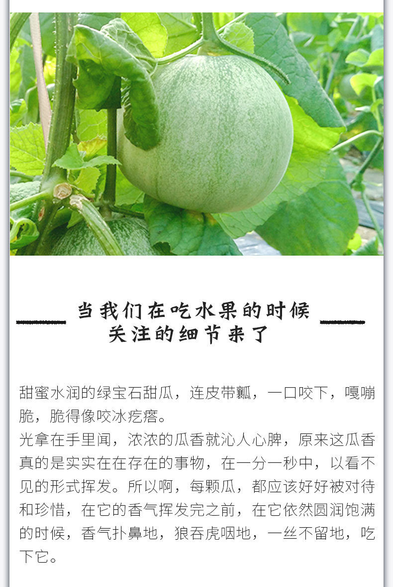 绿宝甜瓜模板_03.jpg