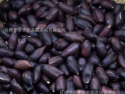 黑花生米批发 饱满黑花生米黑皮花生花生仁花生一件500g图2
