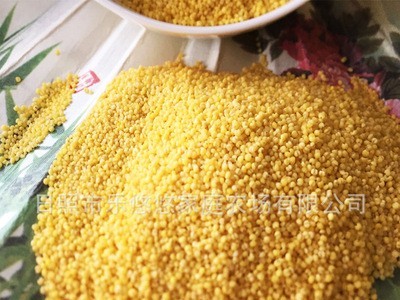 新小米批发杂粮东北黄小米赛山茜粟米一件500g代发包装五斤包邮图3