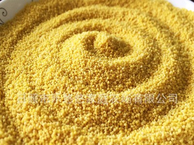 新小米批发杂粮东北黄小米赛山茜粟米一件500g代发包装五斤包邮图4