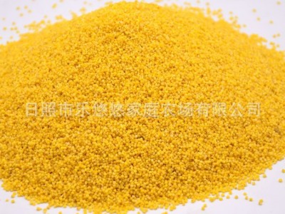 新小米批发杂粮东北黄小米赛山茜粟米一件500g代发包装五斤包邮图5