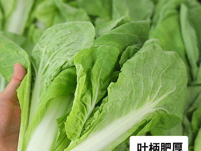 奶白菜新鲜当季农家现摘奶油小白菜酒店家庭用速生绿叶菜四季青菜图5