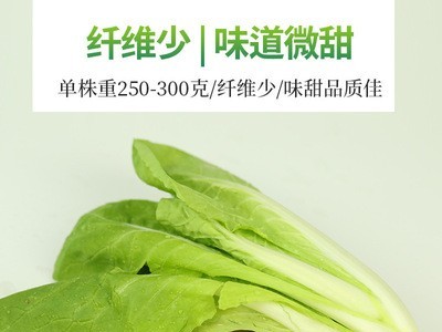奶白菜新鲜当季农家现摘奶油小白菜酒店家庭用速生绿叶菜四季青菜图2