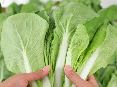 奶白菜新鲜当季农家现摘奶油小白菜酒店家庭用速生绿叶菜四季青菜图4