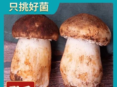 批发新鲜赤松茸500g农家特产一件代发种植食用大球盖菇松茸菌图4