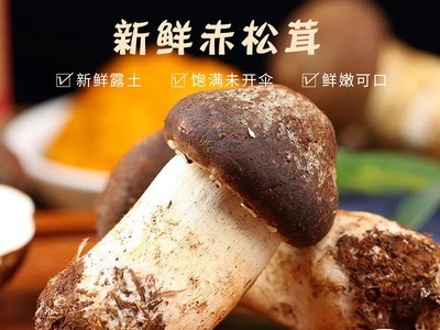 批发新鲜赤松茸500g农家特产一件代发种植食用大球盖菇松茸菌图2