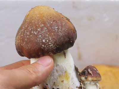 批发新鲜赤松茸500g农家特产一件代发种植食用大球盖菇松茸菌图3