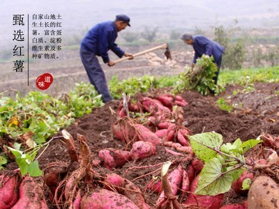 山东特产1斤装红薯粉条火锅宽粉农家红薯粉丝牛肉汤砂锅粉条图4