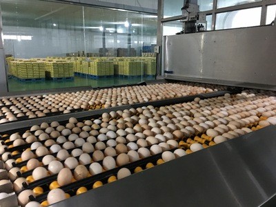 【晋龙鲜鸡蛋】可生食无菌鸡蛋礼盒装图4