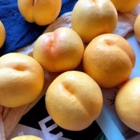 供应 【蒙阴黄金油桃】