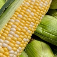 【云南水果玉米活动】5斤装 8斤装