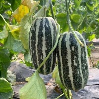 【顺丰包邮】【博洋9号甜瓜】净重4.5斤装