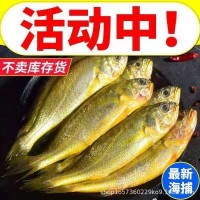 野生黄花鱼新鲜冷冻海捕黄鱼舟山小黄鱼海鲜水产批发鲜活包邮