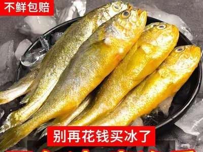 野生黄花鱼新鲜冷冻海捕黄鱼舟山小黄鱼海鲜水产批发鲜活包邮图4