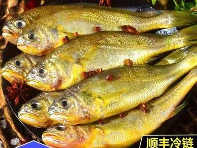 野生黄花鱼新鲜冷冻海捕黄鱼舟山小黄鱼海鲜水产批发鲜活包邮图3