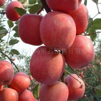 山东省龙口市马家村红富士苹果（不零售）