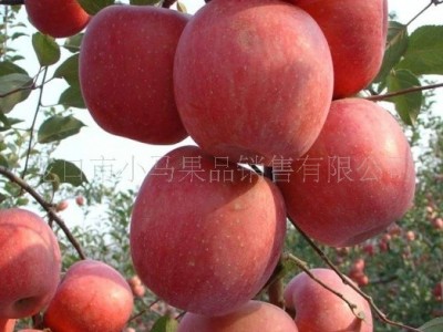 山东省龙口市马家村红富士苹果(不零售)图2
