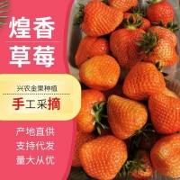 产地直供煌香草莓净重草莓新鲜大草莓水果当季水果草莓现摘现发