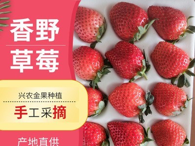 产地直供净重水果当季水果草莓草莓新鲜大草莓香野草莓图4